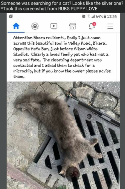 Malta cat killed by car