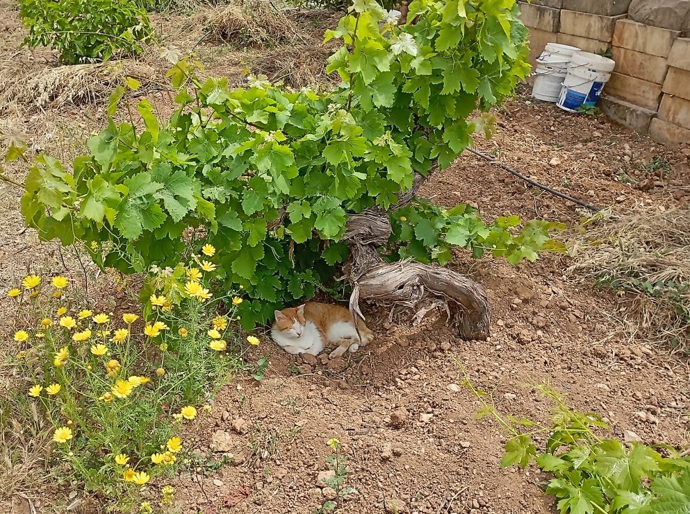 Nicholas Grech's pet, cat Luca under the grape vine